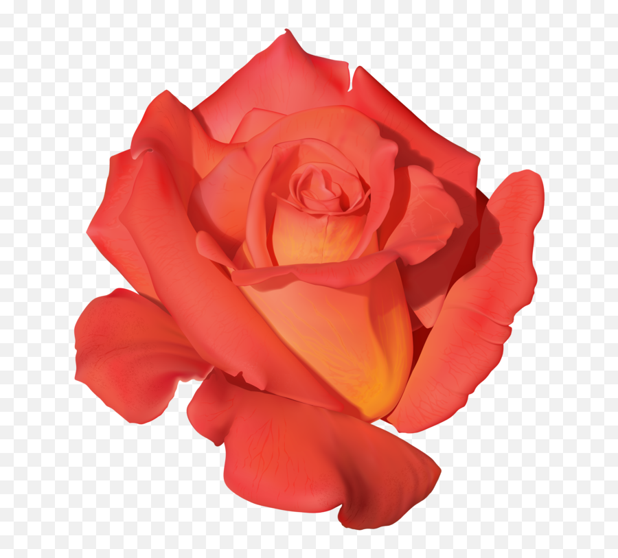 Orange Rose Png Clipart - Portable Network Graphics,Red Roses Png