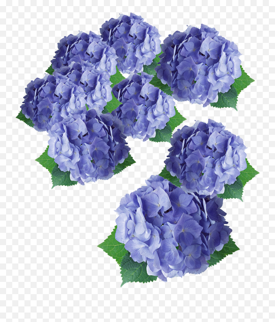 Flower Purple Hydrangea Floral Design - Purple Flowers Png Flower,Purple Flowers Png