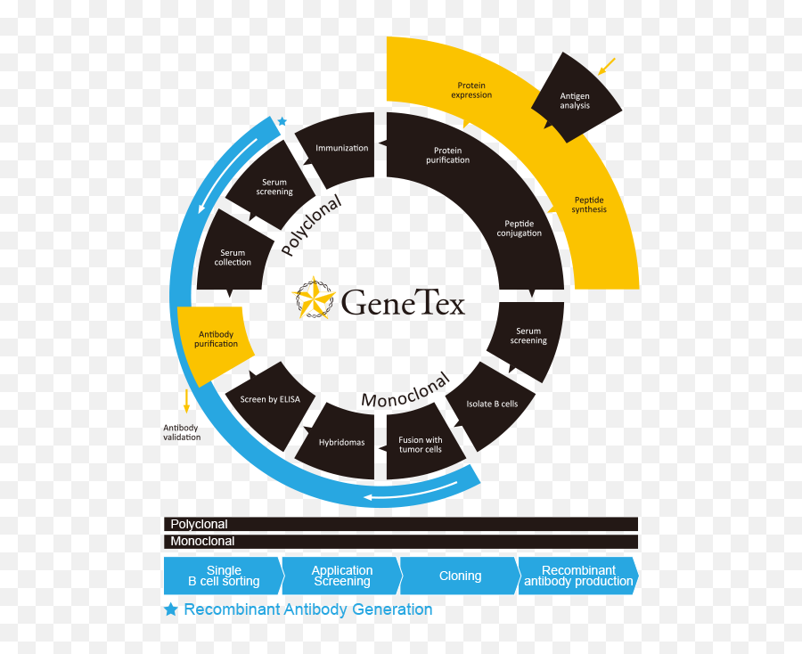 About Us Genetex - Colour Wheel Icon Black White Png,Antibody Png