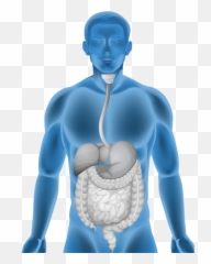 Home Cape Fear Center For Digestive Diseases - Women And Men Intestine Png,Digestive System Png