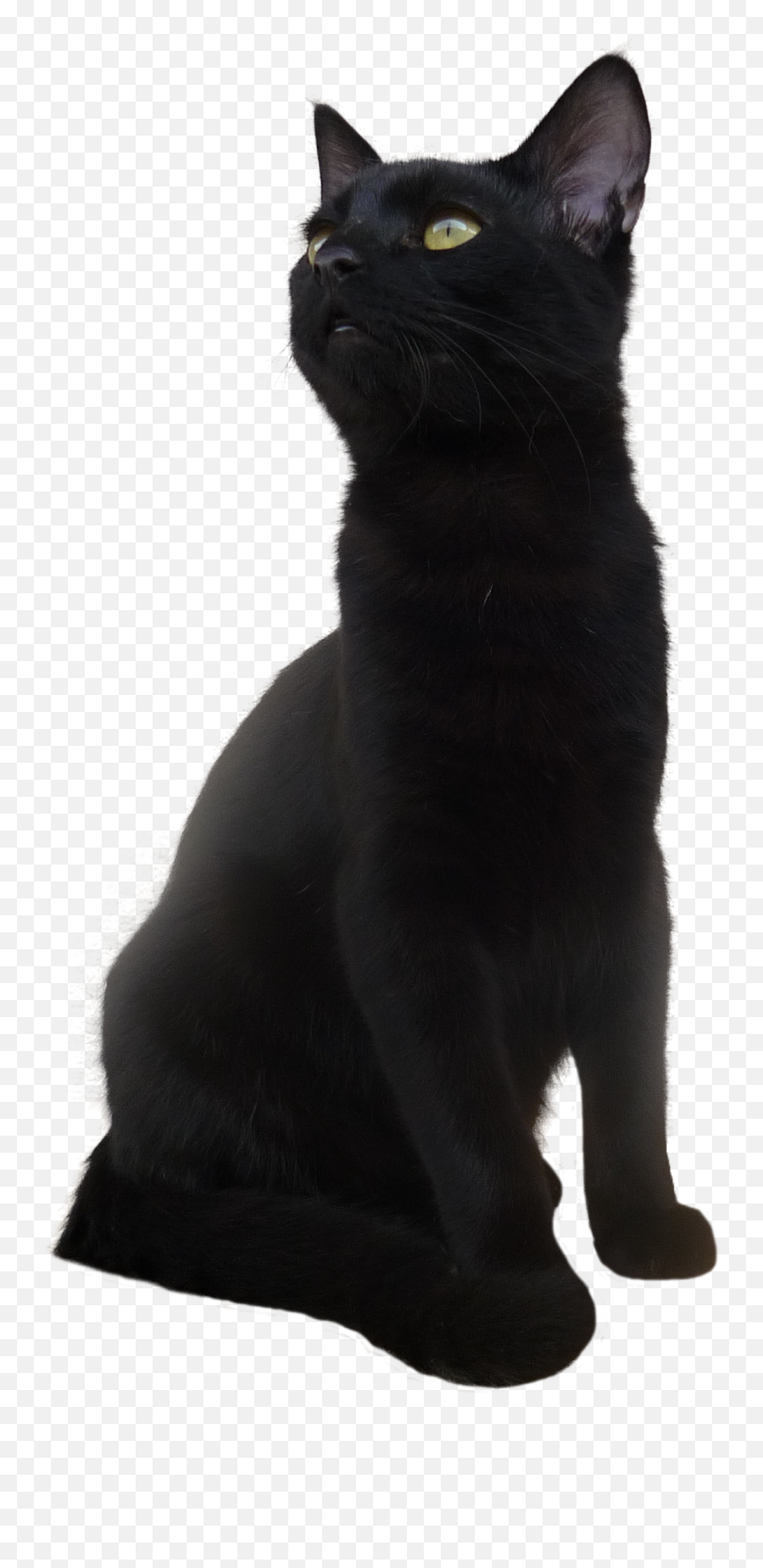 Black Cat Png Transparent Picture Aile Chauve Souris Chat Free Transparent Png Images Pngaaa Com
