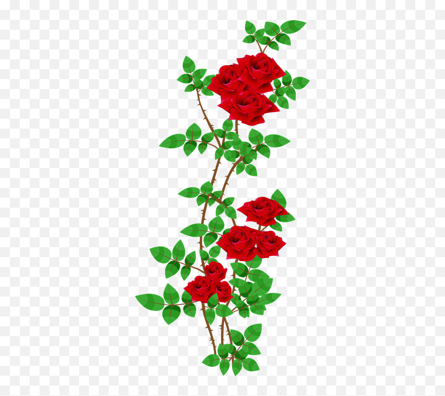 Rose Roses Bush Blooming - Floral Png,Rose Vector Png