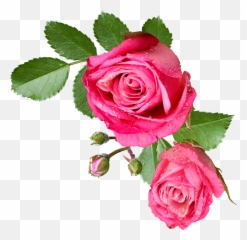 Flor Sin Fondo Png Transparent Cartoon - Jingfm