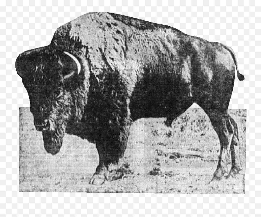 1932 - American Bison Png,American Buffalo In Search Of A Lost Icon