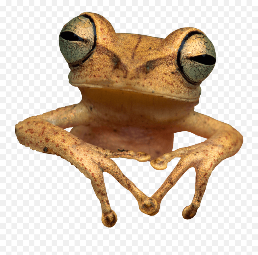 Toad Frog Transparent Png - Toads Transparent Background,Transparent Frog