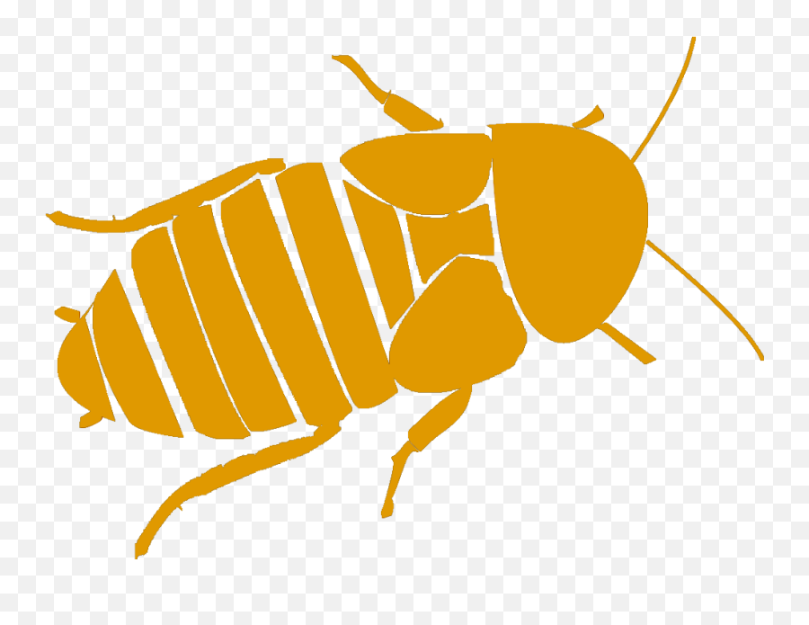 Shipping - The Bug Shed Parasitism Png,Cockroach Icon