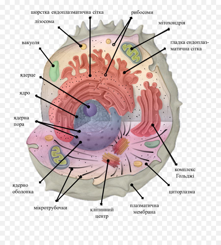 Fileicon For Template Of Cell Organellespng - Wikimedia Cellular Compartment,Circle Icon Template