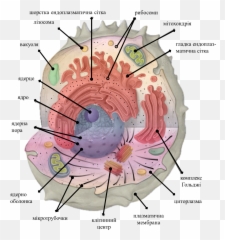 Fileicon For Template Of Cell Organellespng - Wikimedia Cellular Compartment