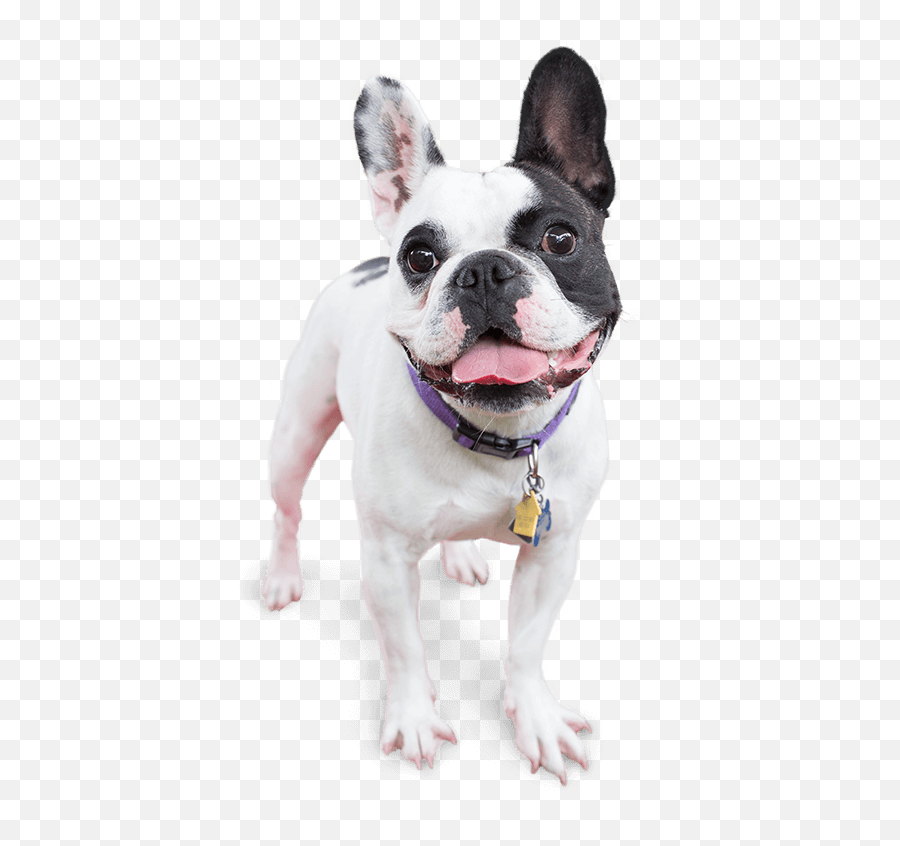 Katy Dog Care Services Day In - Transparent Happy Dog Png,Dog Transparent