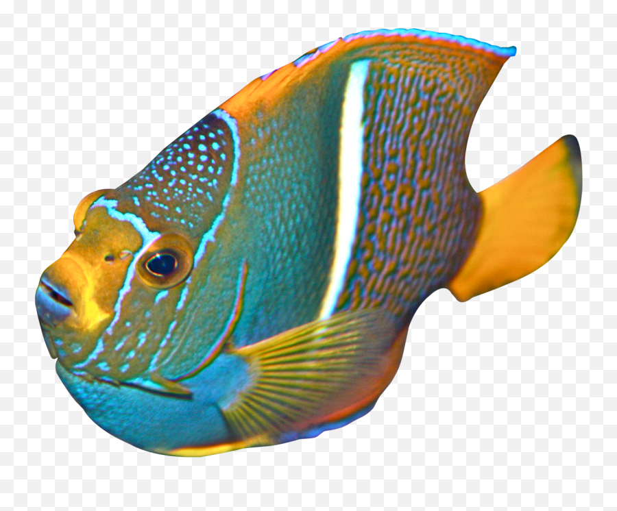 Coral Fish Id3248551938 Wallpapers V02 Png - Angel Fish Transparent,Coral Png