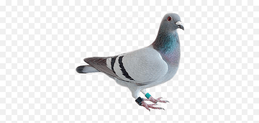 Paloma Png Transparente - Stickpng Pigeon Transparent Background,Paloma Png