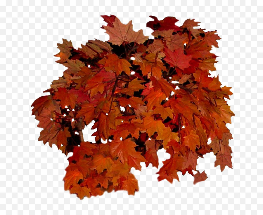 Fall Leaves Transparent Background - Real Autumn Leaves Png,Fall Leaf Transparent
