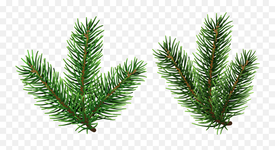 Download Free Png Pine Tree Branches Clip Art Gallery Transparent Background