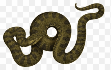 Anaconda Png - Anacondas Png,Anaconda Png