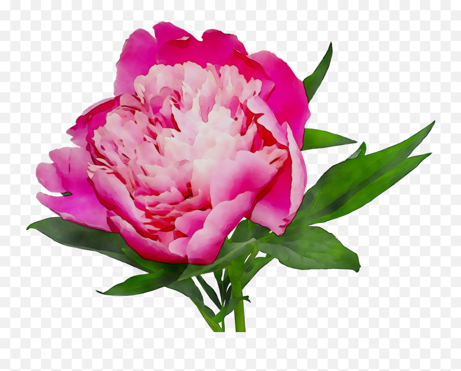 Cut Shopping Peony Online White Flowers - Pink Peonies Transparent Back Ground Png,White Flowers Png