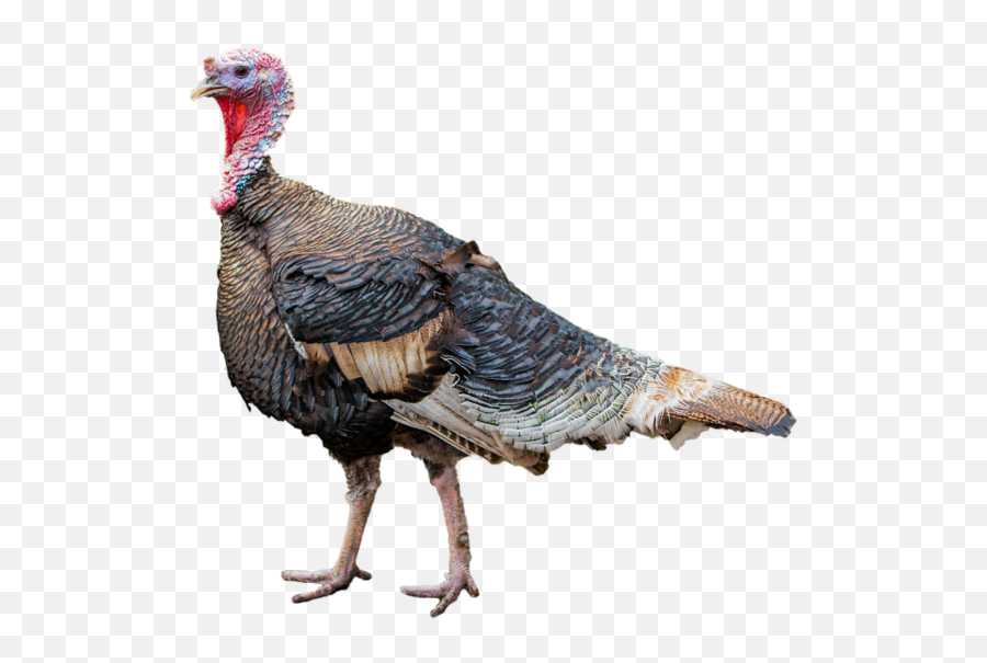 Turkey Png Transparent Background Image - Pavo Png,Turkey Png