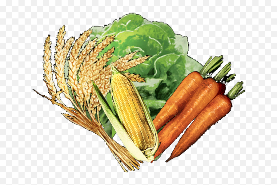 Vegetable - Carrot Png,Vegetable Png