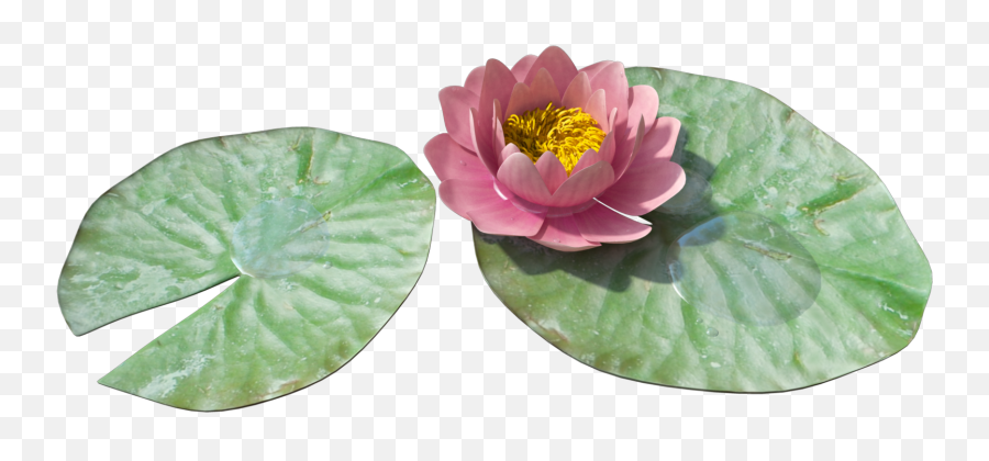 Download Water Lily Png Image 1 - Free Transparent Png Water Lily Png,Lily Transparent Background
