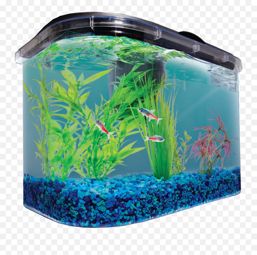 Aquarium Fish Tank Png Image All - Petco Fish Tank Freshwater,Tank Png