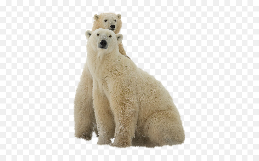 Polar Bear Transparent Png File Web Icons - Polar Bear In Transparent Background,Bear Transparent