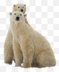Polar Bear Transparent Png File Web Icons - In Background