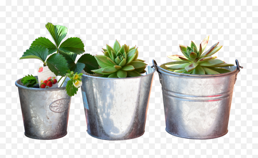 Planting Bucket Plant - Still Life Plants Png,Planting Png