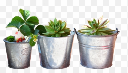Planting Bucket - Still Life Plants png