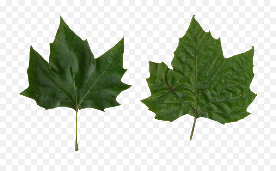 Leaves - Platanus Leaf Vs Maple Png,Maple Leaves Png