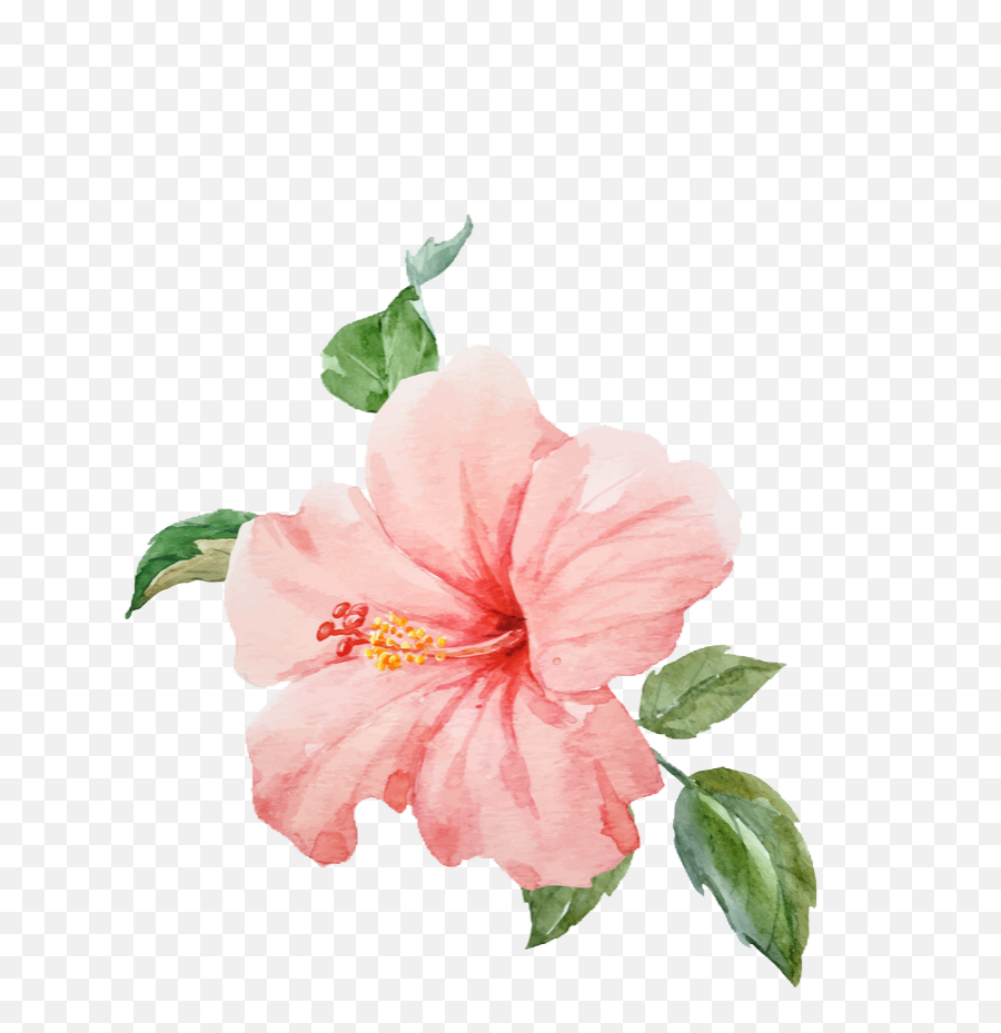 Watercolor Hibiscus - Transparent Background Tropical Flower Transparent Png,Hibiscus Png
