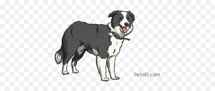 Sammy Border Collie Illustration - Dog Catches Something Png,Border Collie Png