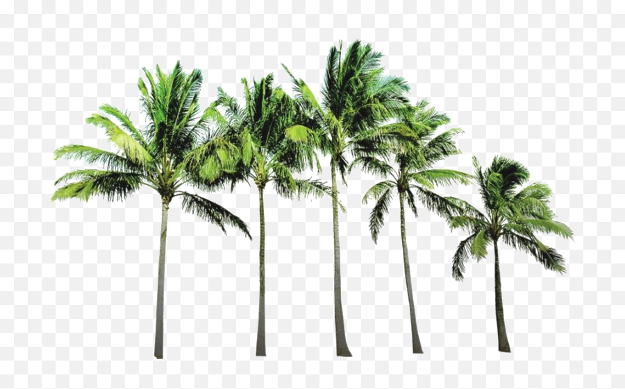 Tropical Palm Tree Png Images Hd - Coconut Tree Background Png,Palmtree Png