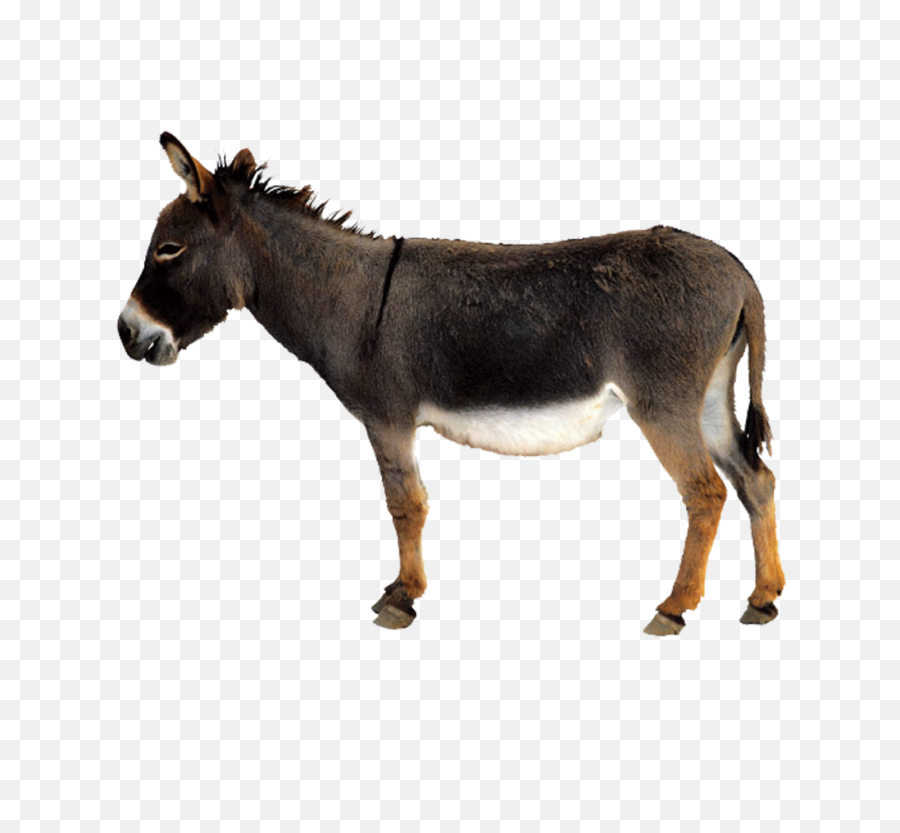 Fullscreen Page - Mule Png,Donkey Transparent