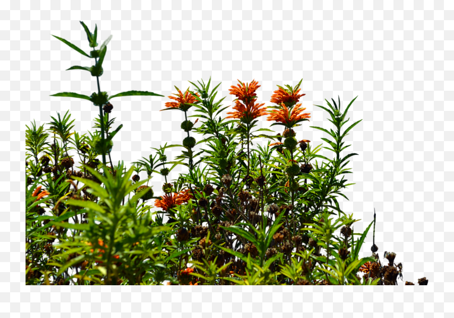 Png Image With Transparent Background - Wild Flowers Png,Garden Flowers Png