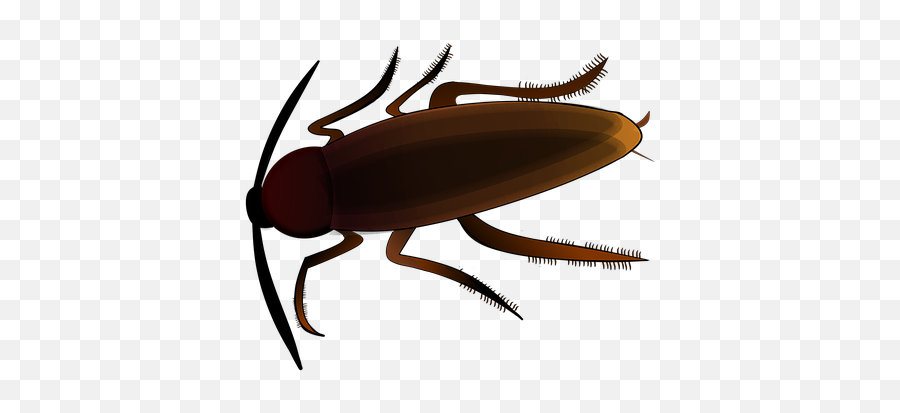 Download Insect Creepy Cockroach Scrape - Cockroach Png Cockroach Cartoon,Cockroach Png
