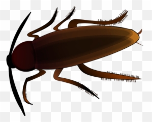 Download Insect Creepy Cockroach Scrape - Cockroach Png Cockroach Cartoon,Cockroach Png
