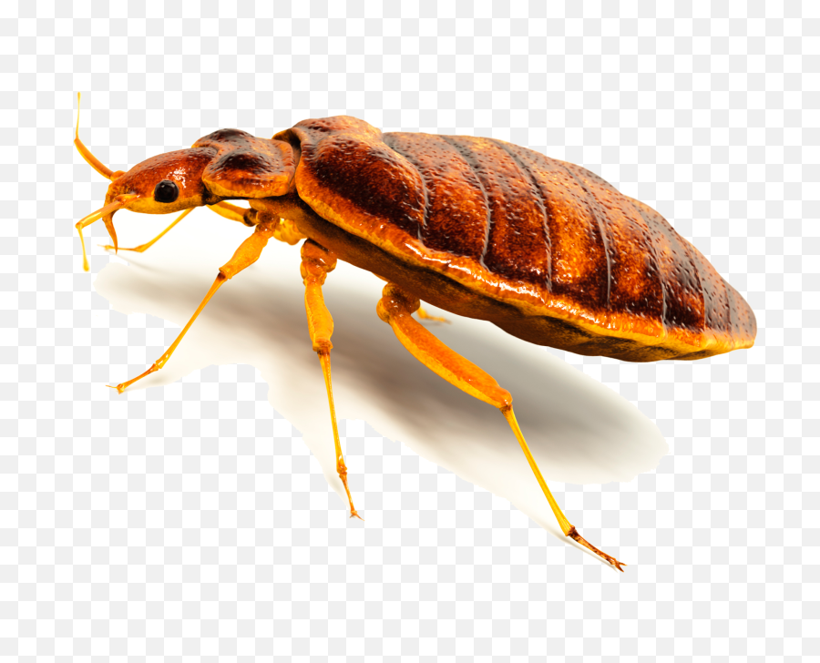 Transparent Background Bed Bugs Png - Transparent Background Bed Bug Png,Bugs Png