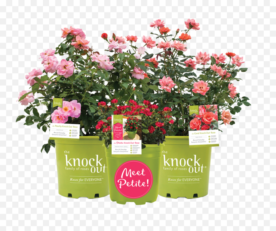 The Knock Out Family Of Roses Png Real Rose