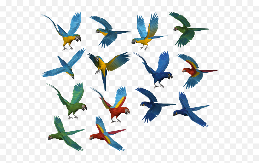 Parrot Png Transparent Background For Free Download 3 - Free Png Images Download,Parrot Transparent Background