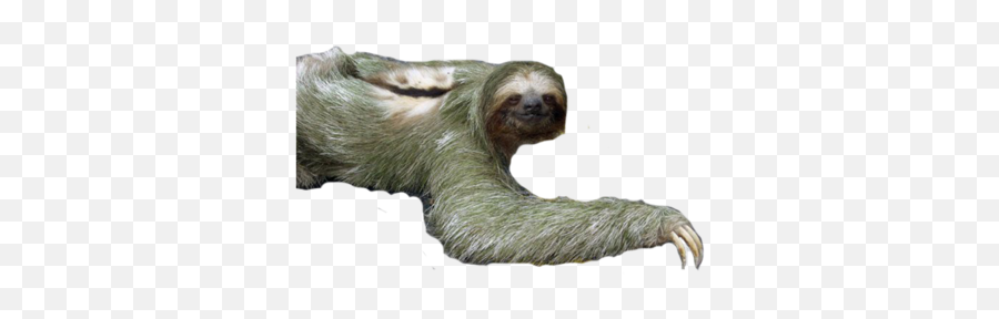 Sloth - Sloth With White Background Png,Sloth Png