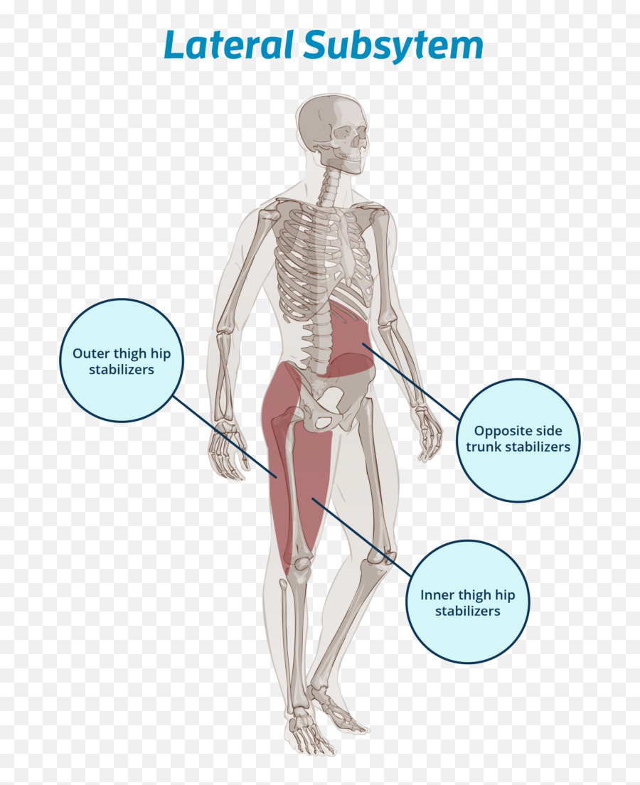 Improving Movement Through Muscular Coordination Not Isolation - Outer Thigh Muscle Png,Muscles Png