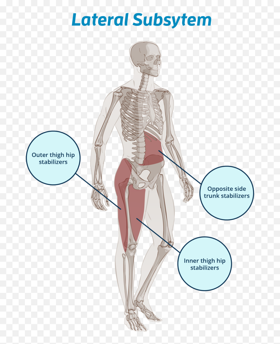 Improving Movement Through Muscular Coordination Not Isolation - Outer ...