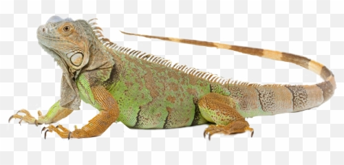 Download Imagenes Iguana Png Image With - Iguana Png,Iguana Png