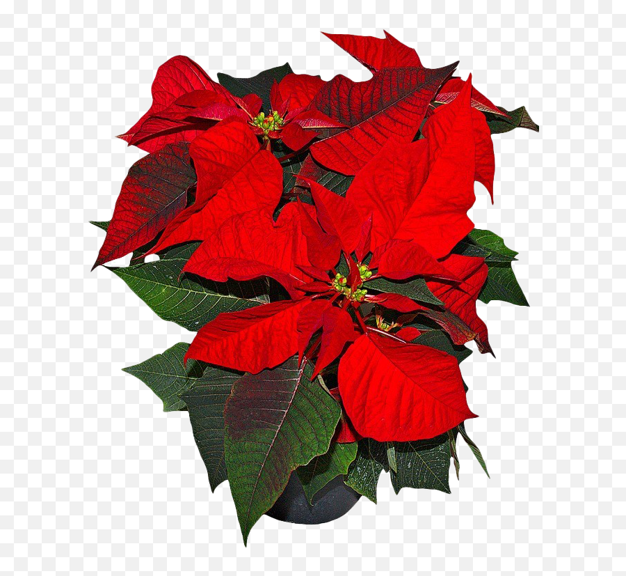 Poinsettia Png Picture - Flower National Symbols Of Mexico,Poinsettia Png