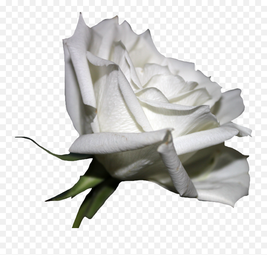 White Roses Png Transparent Rosespng Images Pluspng Rose - free ...