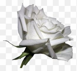 White Roses Png Transparent Rosespng Images Pluspng Rose