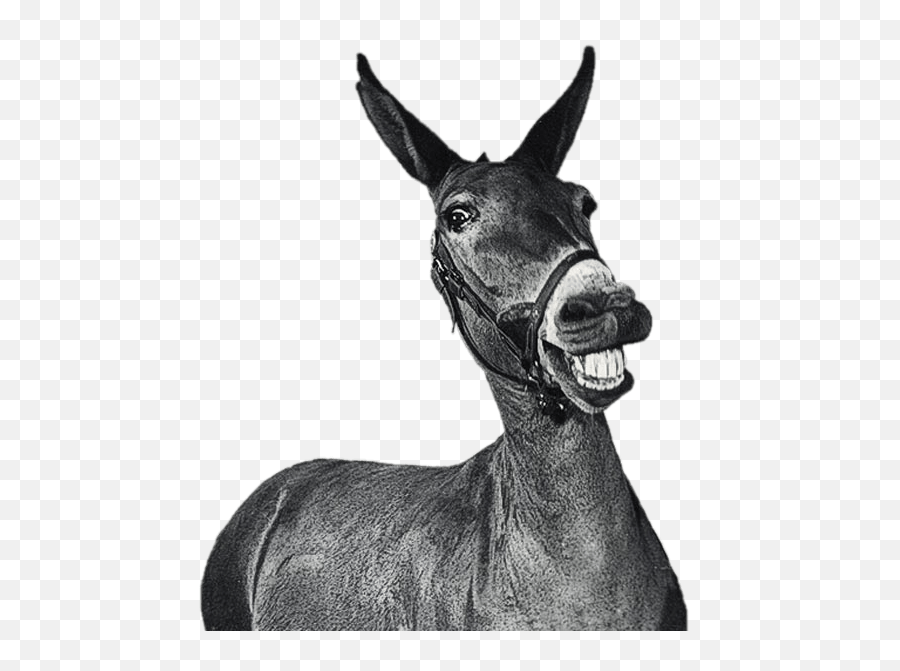 Mule Black And White Transparent Png - Francis Joins The Wacs,Mule Png