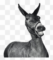 Mule Black And White Transparent Png - Francis Joins The Wacs,Mule Png