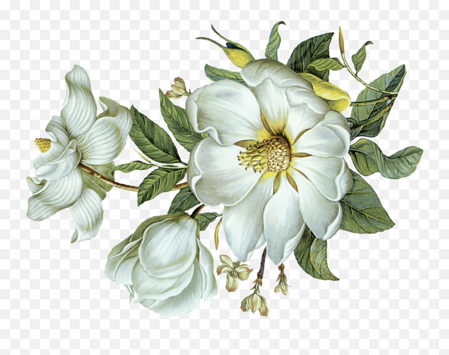White Flower Png - Flower Green Leaf Png Hd,White Flowers Png
