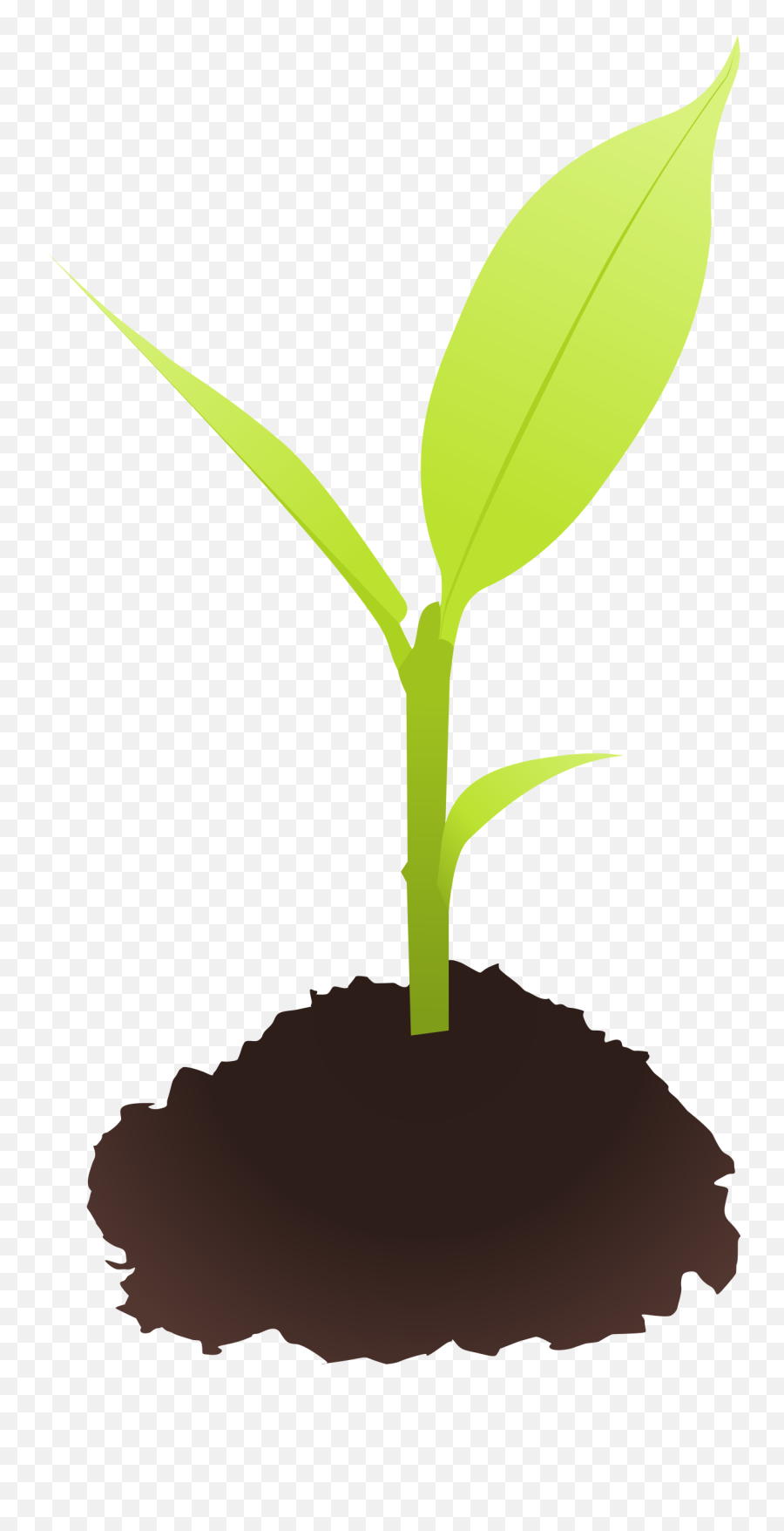 Dirt Clipart Small Plant - Small Plants Clipart Png,Plant Transparent