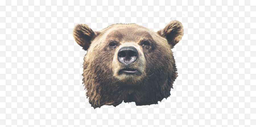 Joshua Jomendozmastodontechnology - Mastodon For Tech Folks Bear Face Png,Mastodon Png